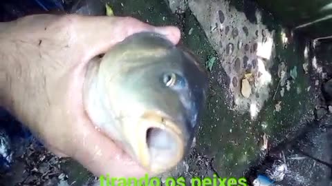 Tirando os peixes 🐟 do lago