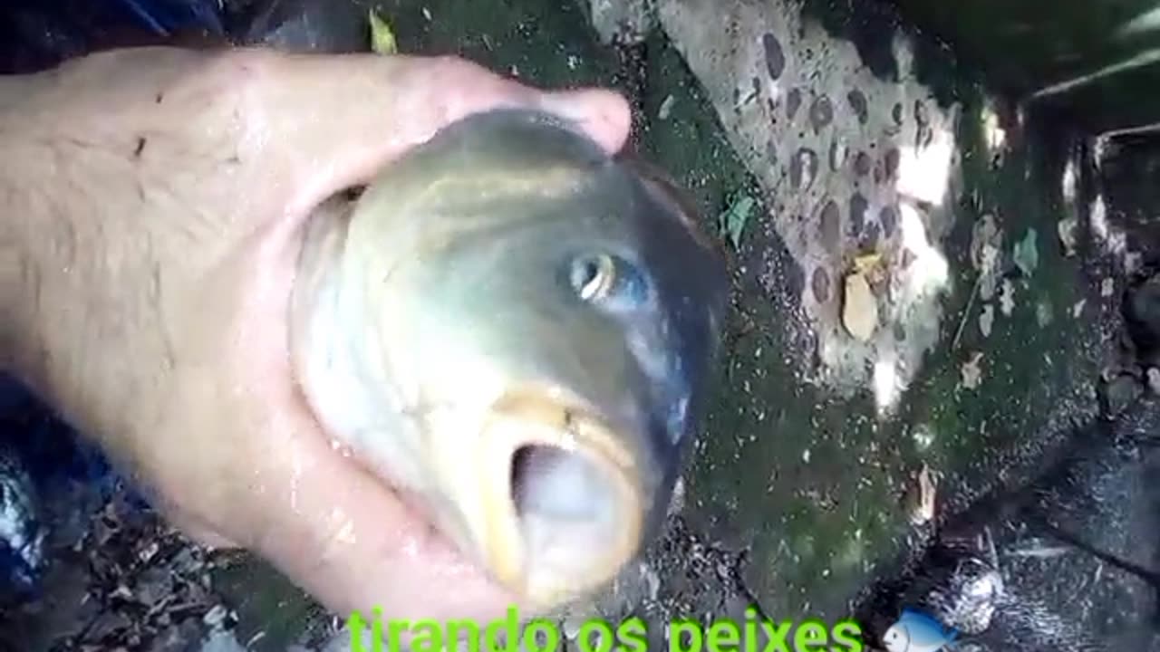 Tirando os peixes 🐟 do lago