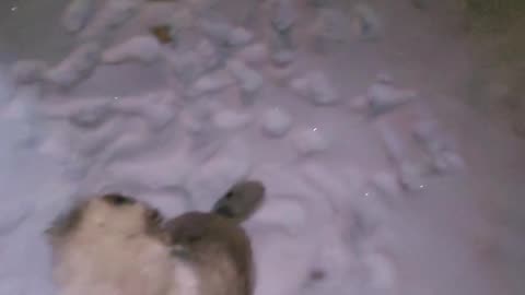 Pixie's 2nd Day With Drew - Caucasian Ovcharka Dog - Caucasian Shepherd