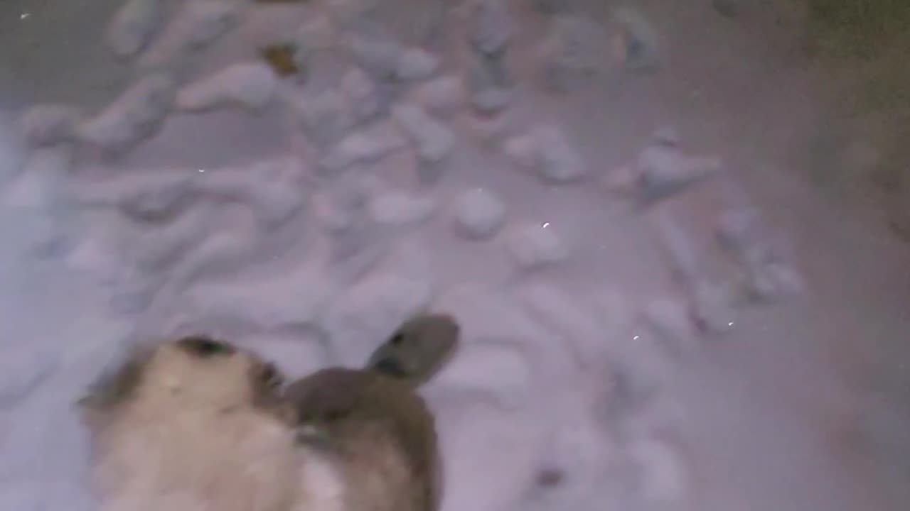 Pixie's 2nd Day With Drew - Caucasian Ovcharka Dog - Caucasian Shepherd