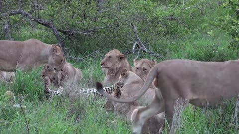 12 LIONS attack LEOPARD!
