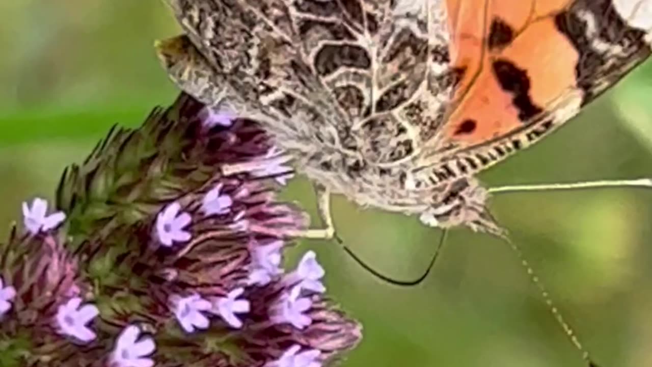 BORBOLETA-DAMA-DE-QUATRO-OLHOS EM UM MINUTO