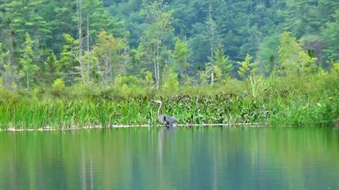 Great Blue Heron