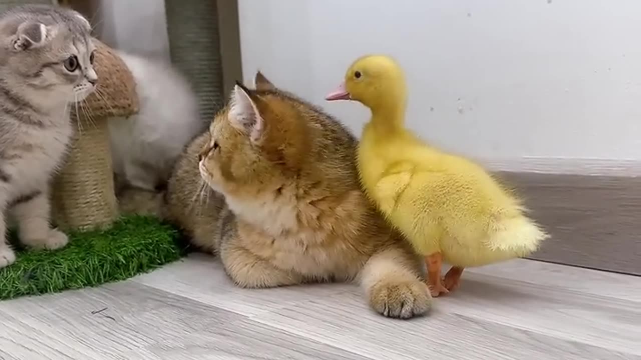 Cute cats Playing with duck