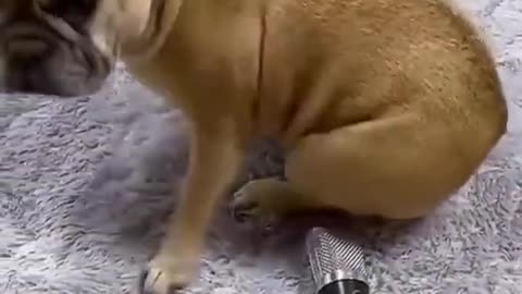 Funny animal videos 😂