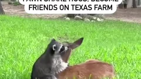 Raccoon hugs a baby deer