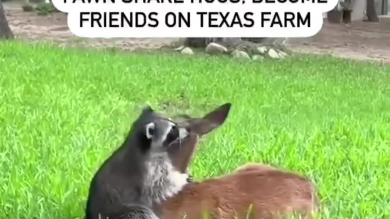 Raccoon hugs a baby deer