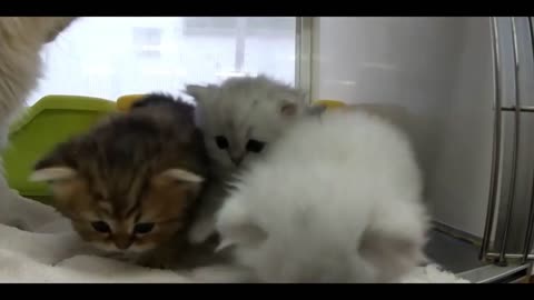 Funny animal