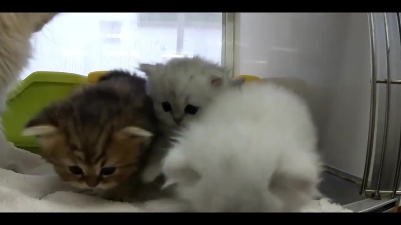 Funny animal
