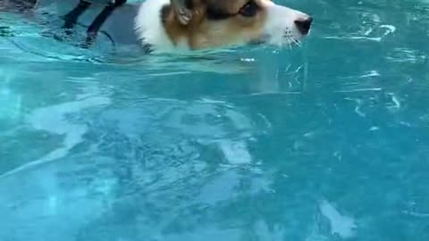 Who else, besides Pickles, is excited for #SharkWeek!