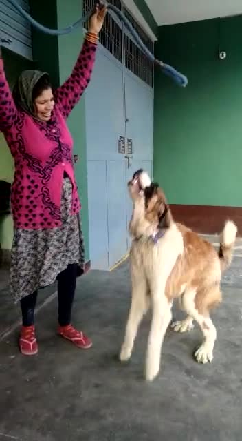 Wild Saint Bernard doesn't like neck tie and toes...