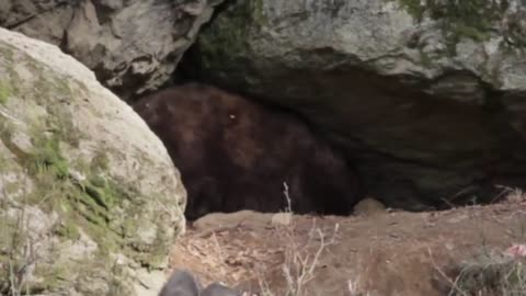 Grizzly Bear Mother Protects Her 3 Tiny Newborns Cubs