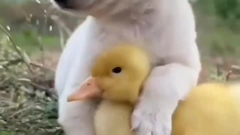 So cute duck and dog