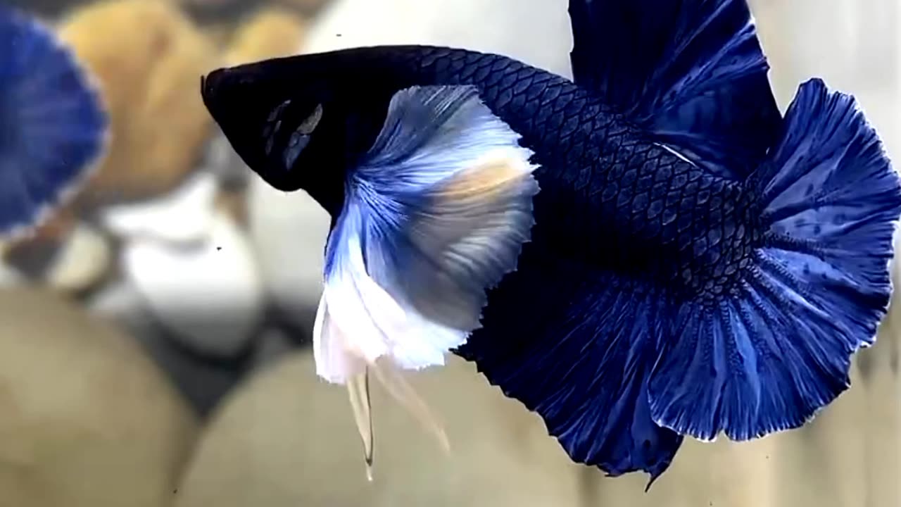 Satisfying cute betta fish ASMR That Makes You Calm Original Satisfying Videos PART - 14