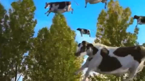 Cow is fun cow cow very fun