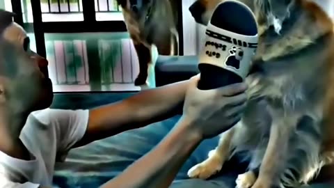 Funny dog vedio