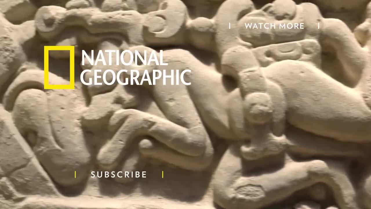 See a Sea Turtle Devour a Jellyfish Like Spaghetti | National Geographic
