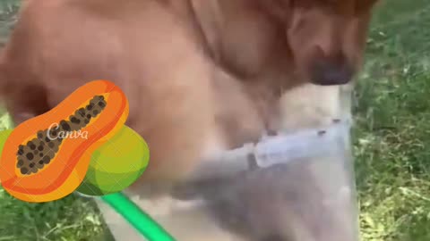 FUNNY DOGS