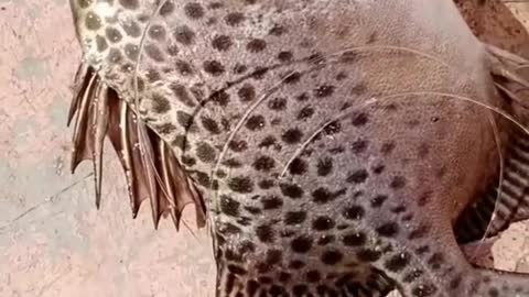 This is a beautiful and charming water-dwelling species