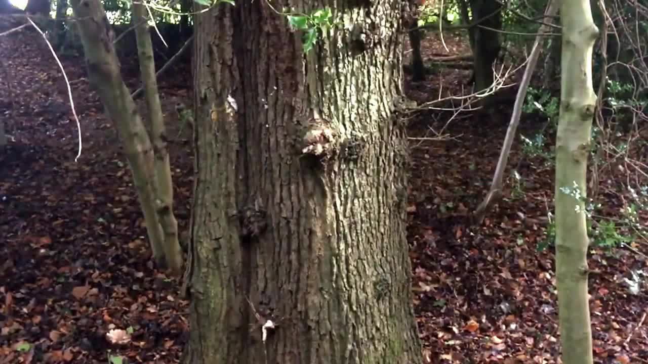 Egg vs. Tree in slow motion. No Surprise Here