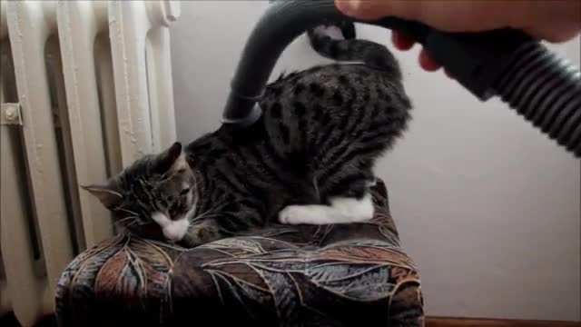 These Cats Like Being Vacuumed