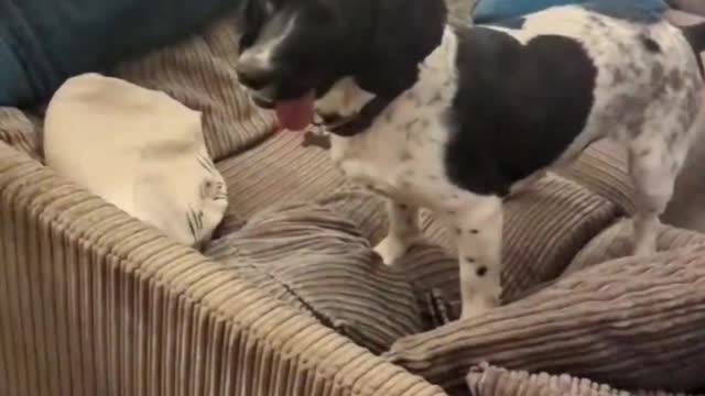 Funny cats / dogs - Funny animal videos