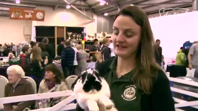 Cute Bunny Jumping Competition! - The Cute Show_Cut