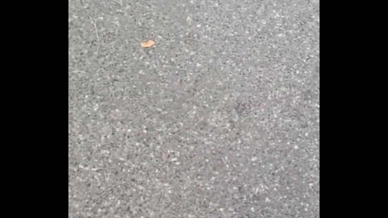 When the car missed the nut the Crow was like why you SOB 😅