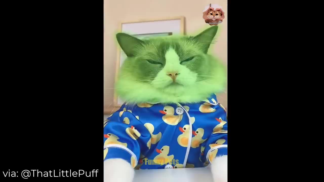 cats funny compilation video ep#3