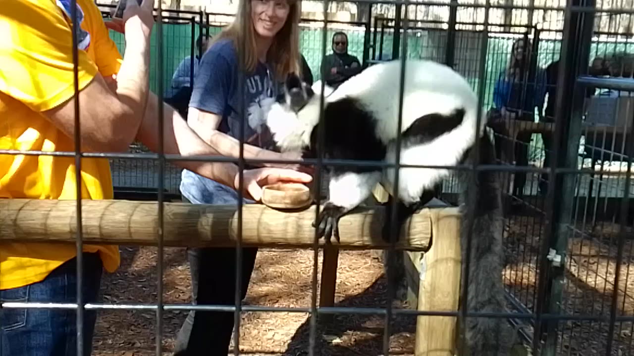 Black-and-white Ruffed Lemur