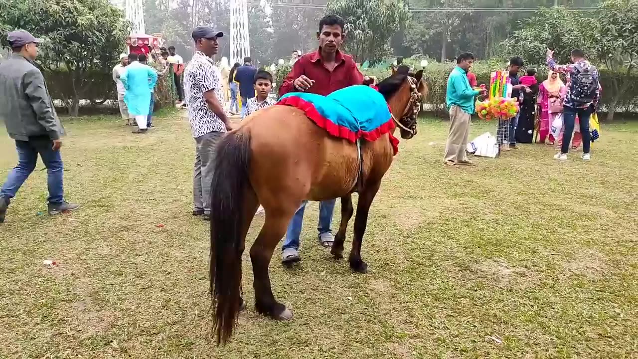 Animals video