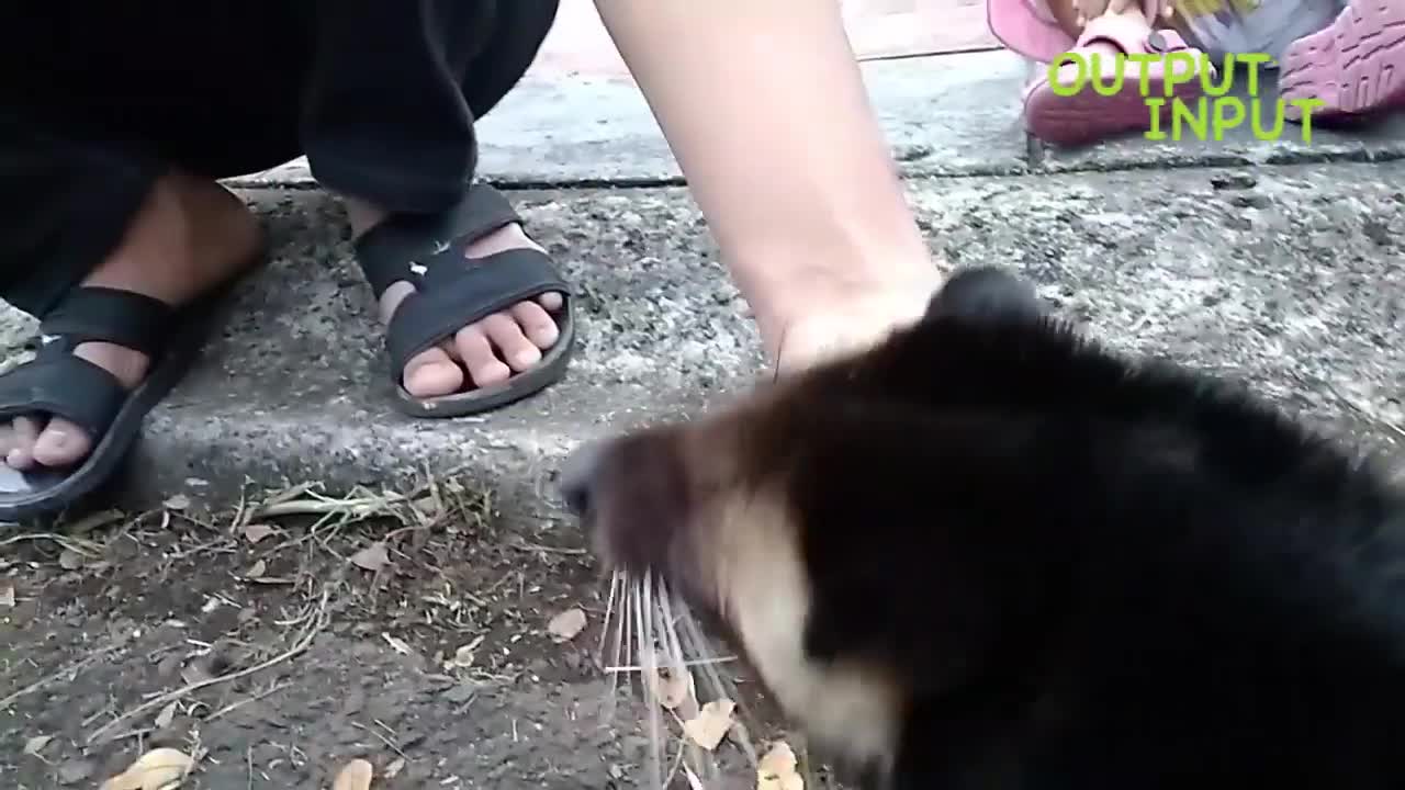 Abnormal pet