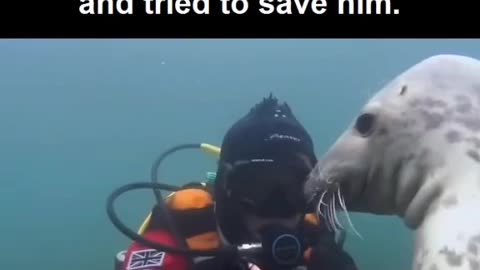 A SEAL MISTOOK A MAN FOR A DROWNING MAN AND TRIED TO SAVE HIM