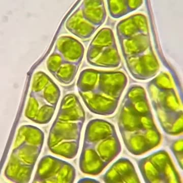 The beauty of the moss cells under the microscope