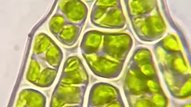 The beauty of the moss cells under the microscope