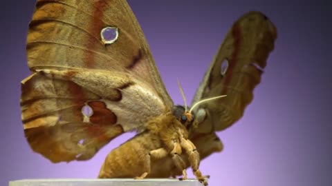 7 Spectacular Moths in Slow Motion!