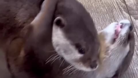 Otter Funny Video | Funny Animal Videos 2023 #shorts