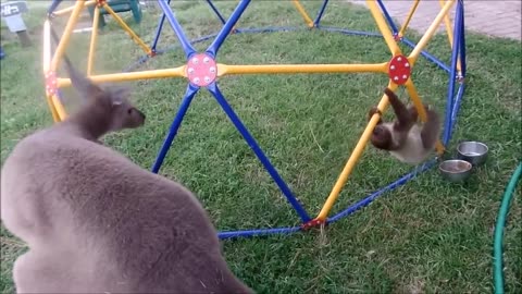 Baby sloths - funny compilation