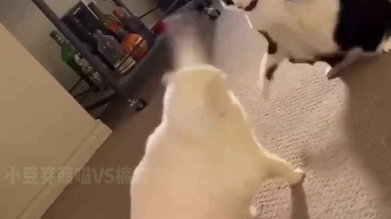 Epic Cat Fight Caught on Camera!