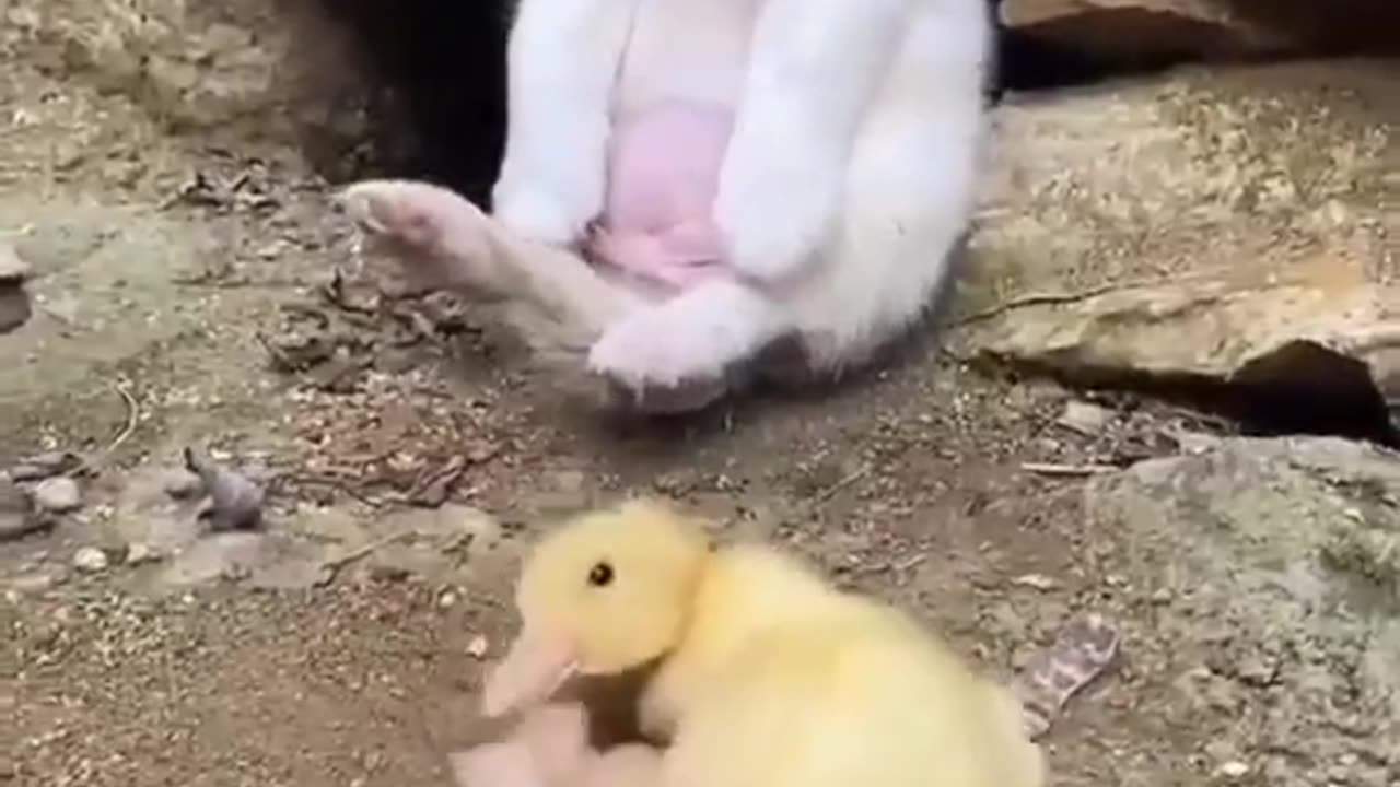 Cute Puppy Saved Duckling #shorts #viral #shortsvideo #video