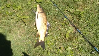 Common Carp