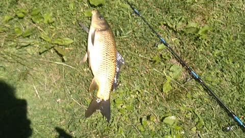 Common Carp