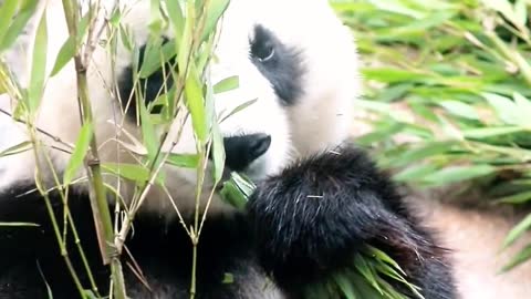 I'm a little expert at eating bamboo. I'm cute and stupid