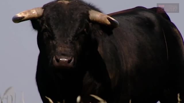 Why do bulls hate the color red? Do they really see the red flag color?