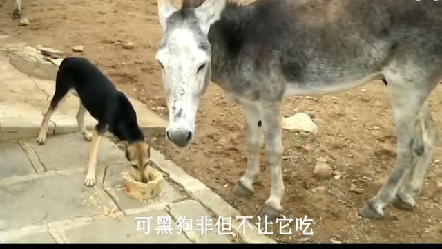 Donkey teaches Big Black Dog a lesson