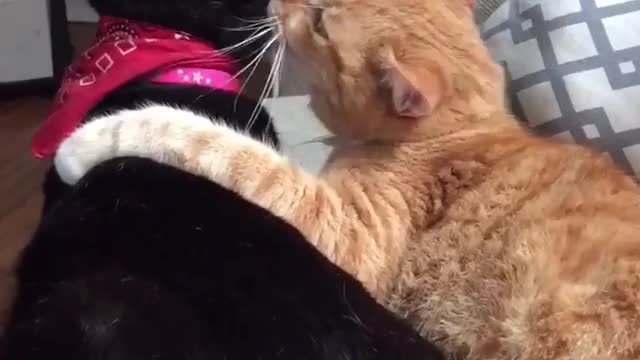 Orange cat:Don't lick