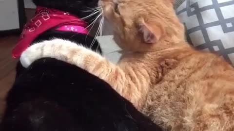 Orange cat:Don't lick