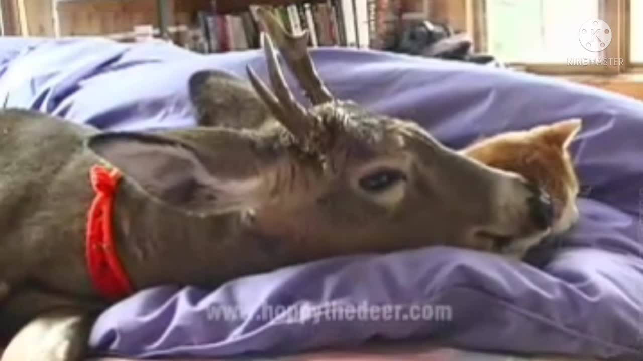 CAT AND DEER GOOD FRIENDS