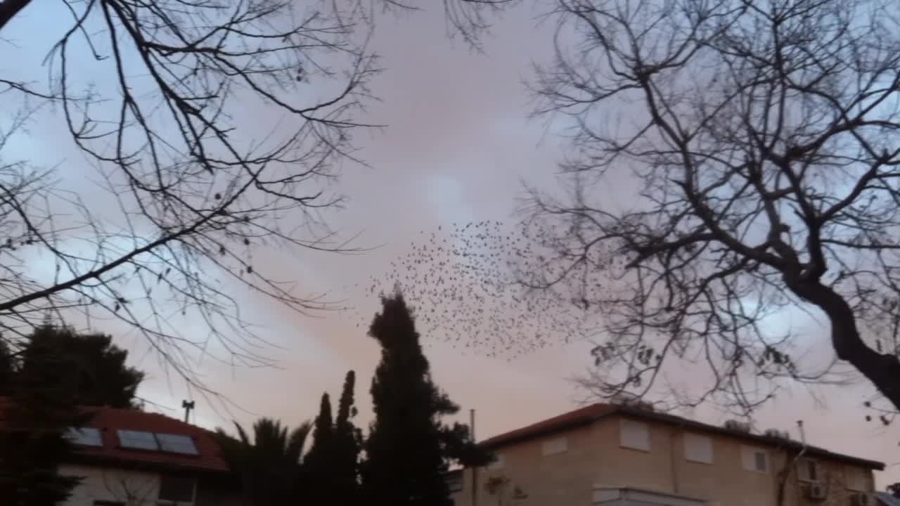 Starlings Murmuration