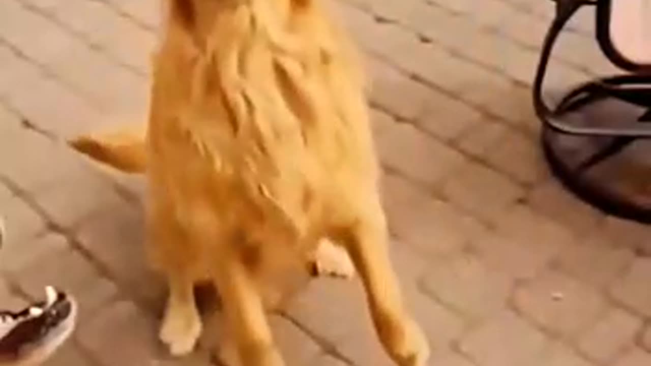 Doggy baba
